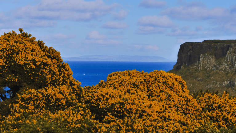 Bright yellow gorse bushes covering the clifftops along the Causeway